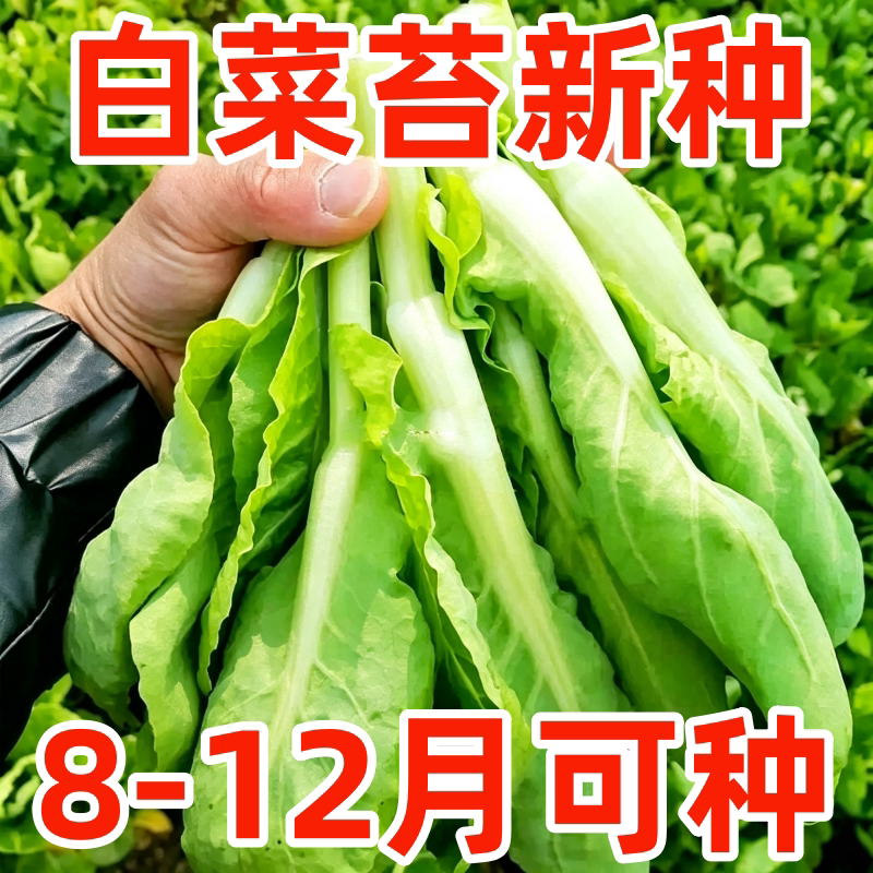 白菜苔种子四季奶油老品种新鲜菜籽农家庭院阳台盆栽高产蔬菜种籽
