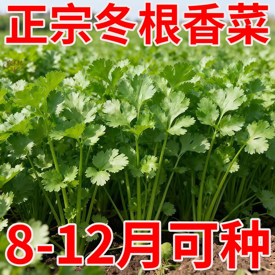 耐寒耐热速生香菜种子