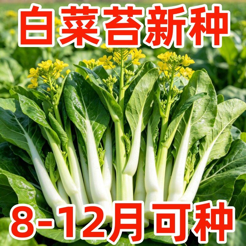 高产脆嫩白菜苔种子夏播阳台