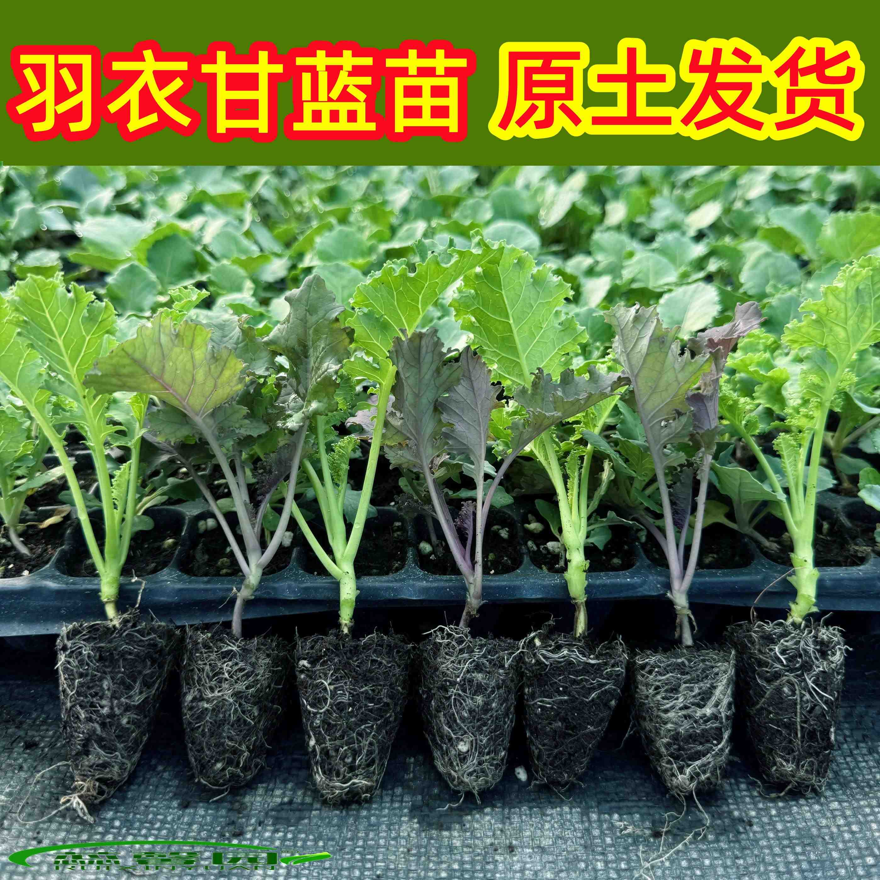 羽衣甘蓝苗绿羽衣甘蓝苗紫羽衣甘蓝苗包菜苗秋冬蔬菜种植幼秧苗