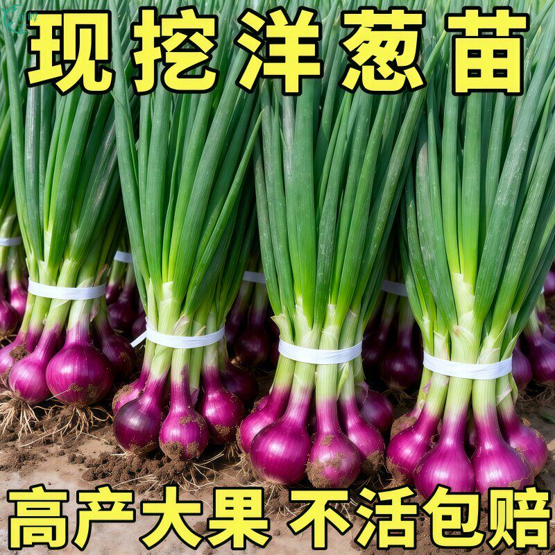 产地直发现挖紫皮洋葱苗秋冬播