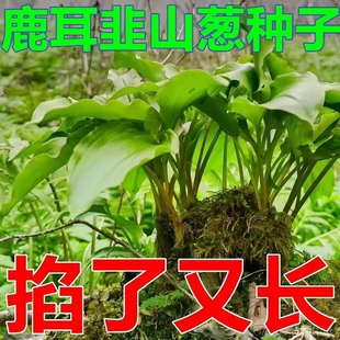 【四季山葱种子】鹿耳韭种子盆栽小院四季皆宜种植南北方种籽