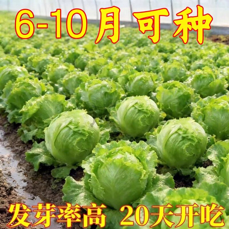 结球生菜种子包心卷心生菜种籽孑阳台庭院盆栽田园蔬菜四季易种