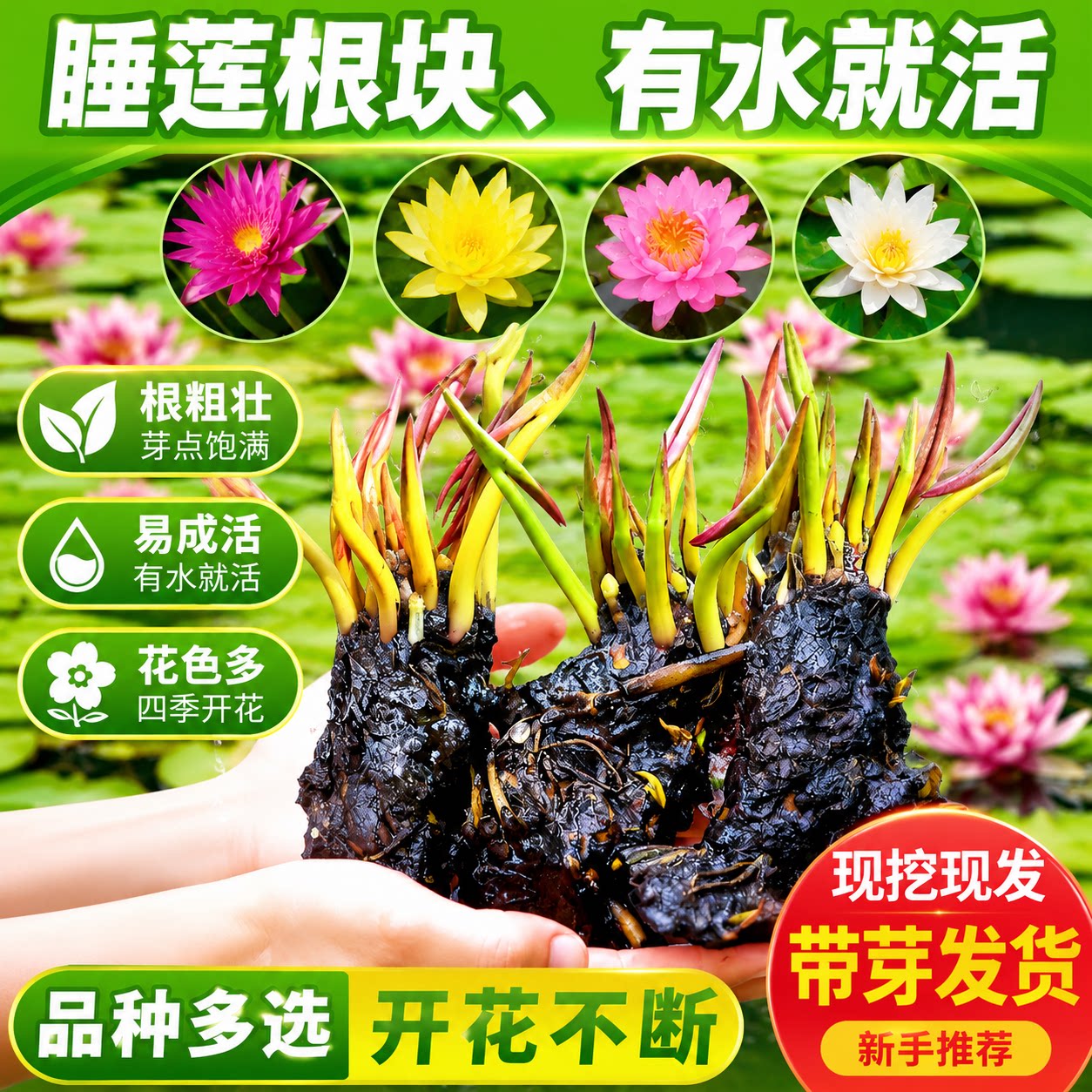 睡莲根块带花苞水培四季开花