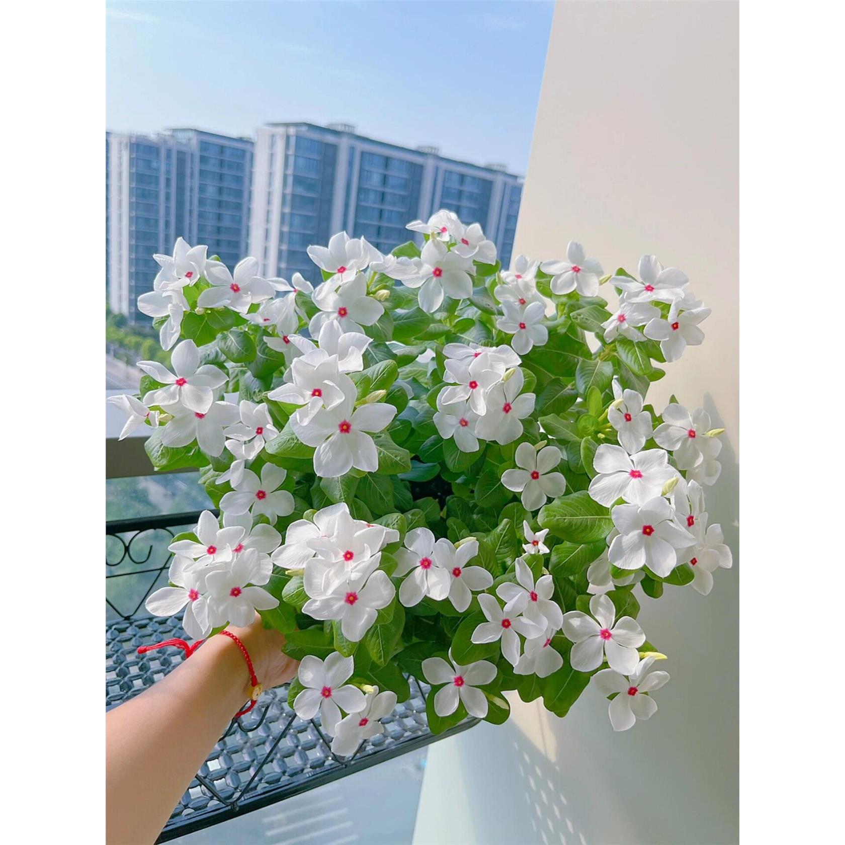 长春花种子日日春四季播种易活常开花阳台庭院盆栽耐热花期长花卉