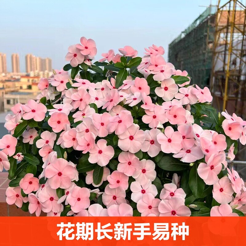长春花种子日日春花四季开花种籽孑子室外活盆栽春天种孑种植阳台