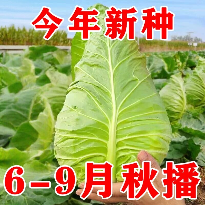 新种特大牛心甘蓝耐热耐寒四季