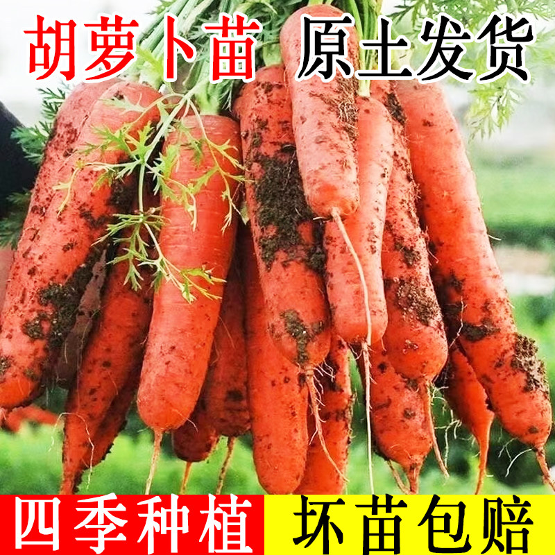 四季高产拇指萝卜盆栽种子