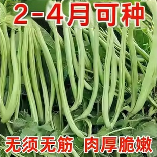 【粒粒好种】无架四季豆种子易种丰产无筋无丝春秋播种高产