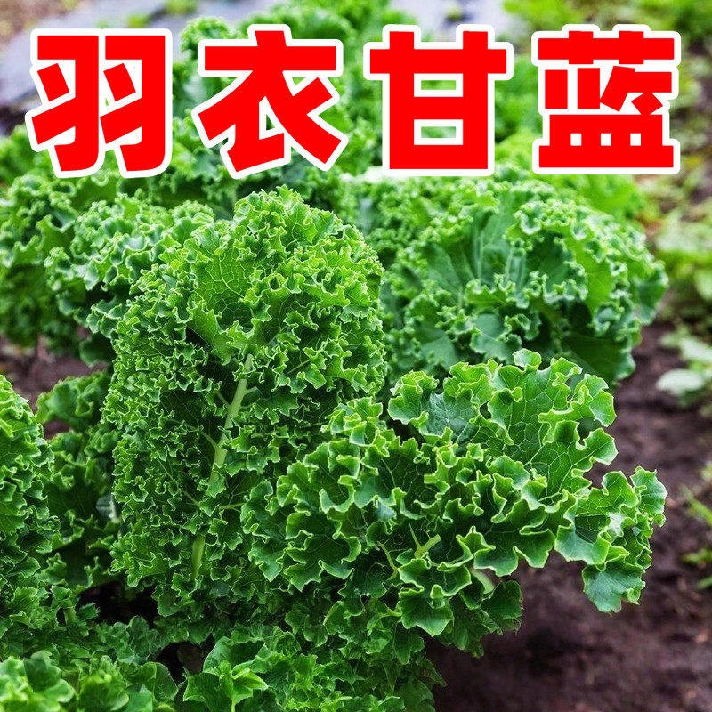 羽衣甘蓝种子种籽苗食用秋冬季紫色蔬菜种孑春季四季盆栽菜苗冬季