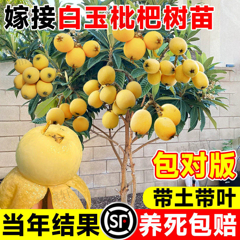 白玉枇杷嫁接果苗南北可种