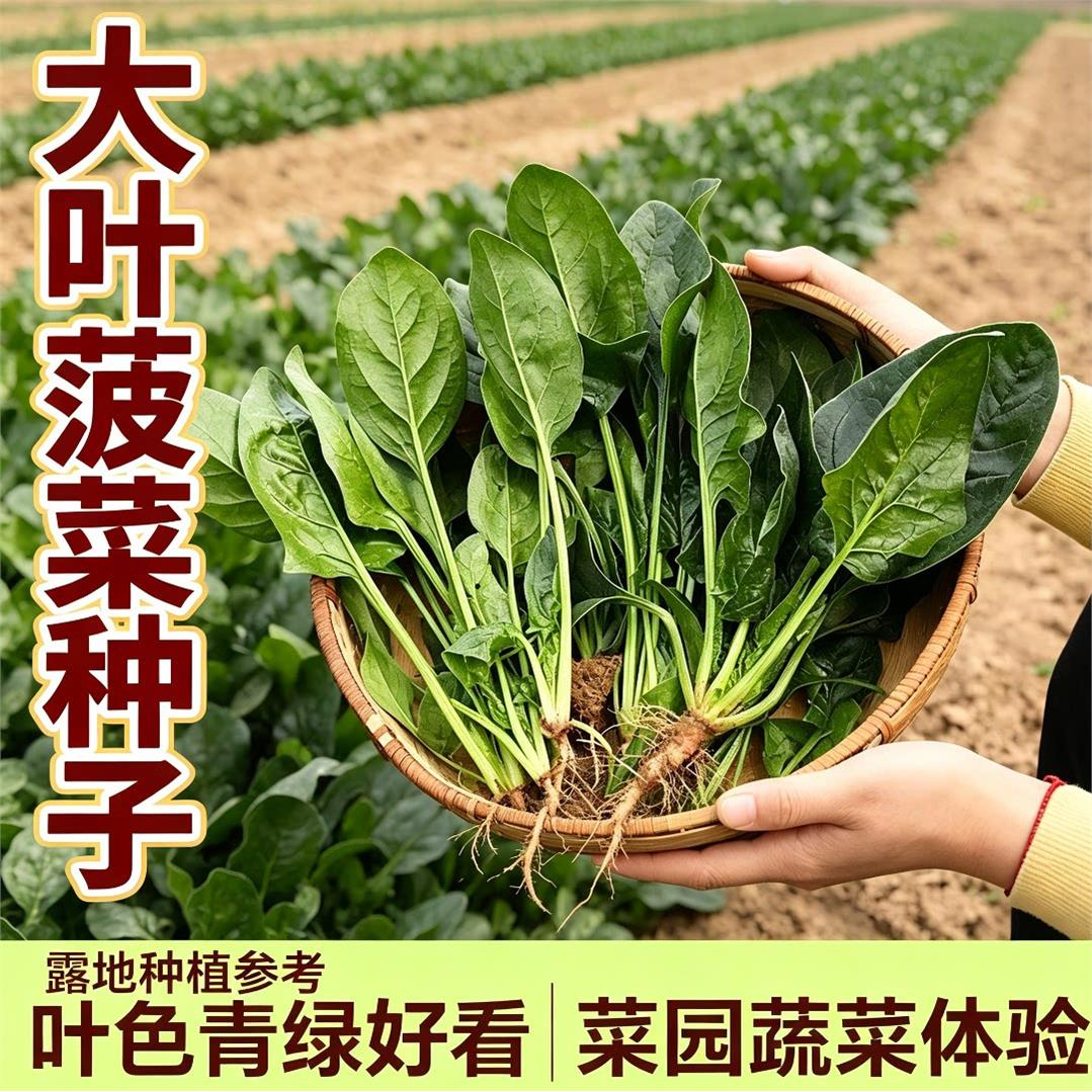 夏播耐热菠菜籽种山东红根大叶菠菜种子春四季农家蔬菜小叶波菜孑