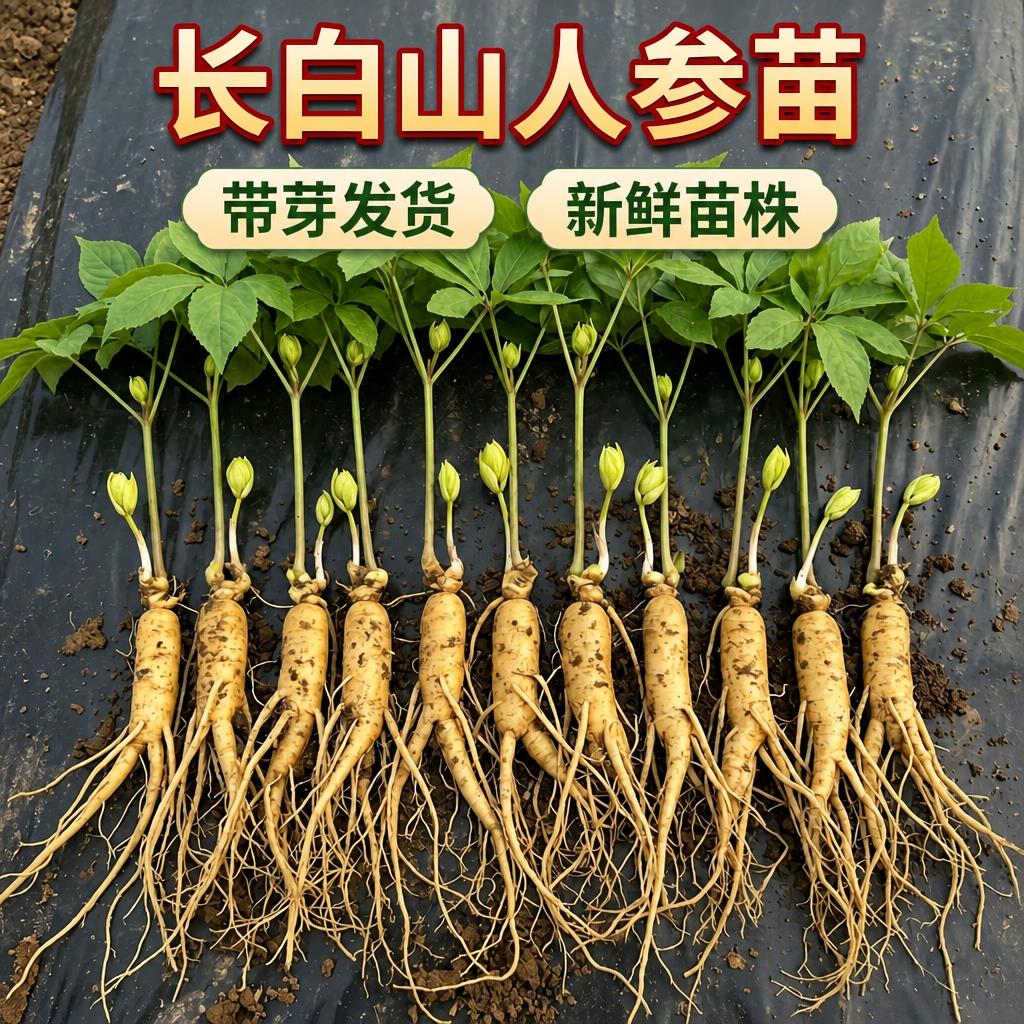 长白山人参活苗盆栽人参苗带土人参苗带盆种苗野山参苗西洋参种植