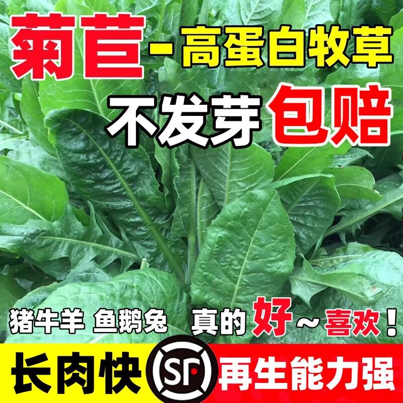 大叶将军菊苣种子四季牧草