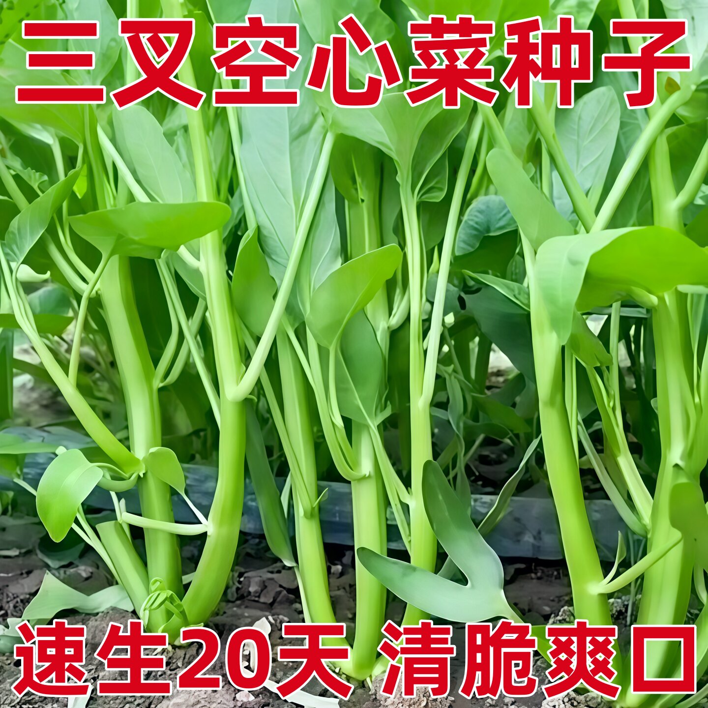 三叉空心菜种籽四季水培蔬菜种子阳台种植大叶柳叶叶通心菜苗种孑