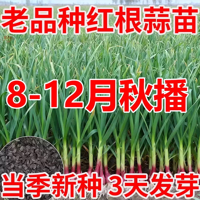红根蒜苗种子蒜种籽头蒜蒜苔大蒜蒜瓣种秧苗紫皮红皮正宗土种农家