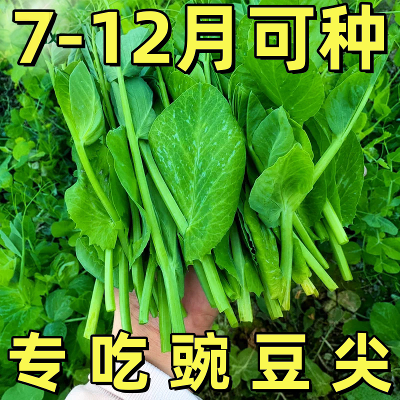 大叶无须豌豆苗种子豌豆尖吃苗四季阳台盆栽芽苗菜秋冬季蔬菜种子