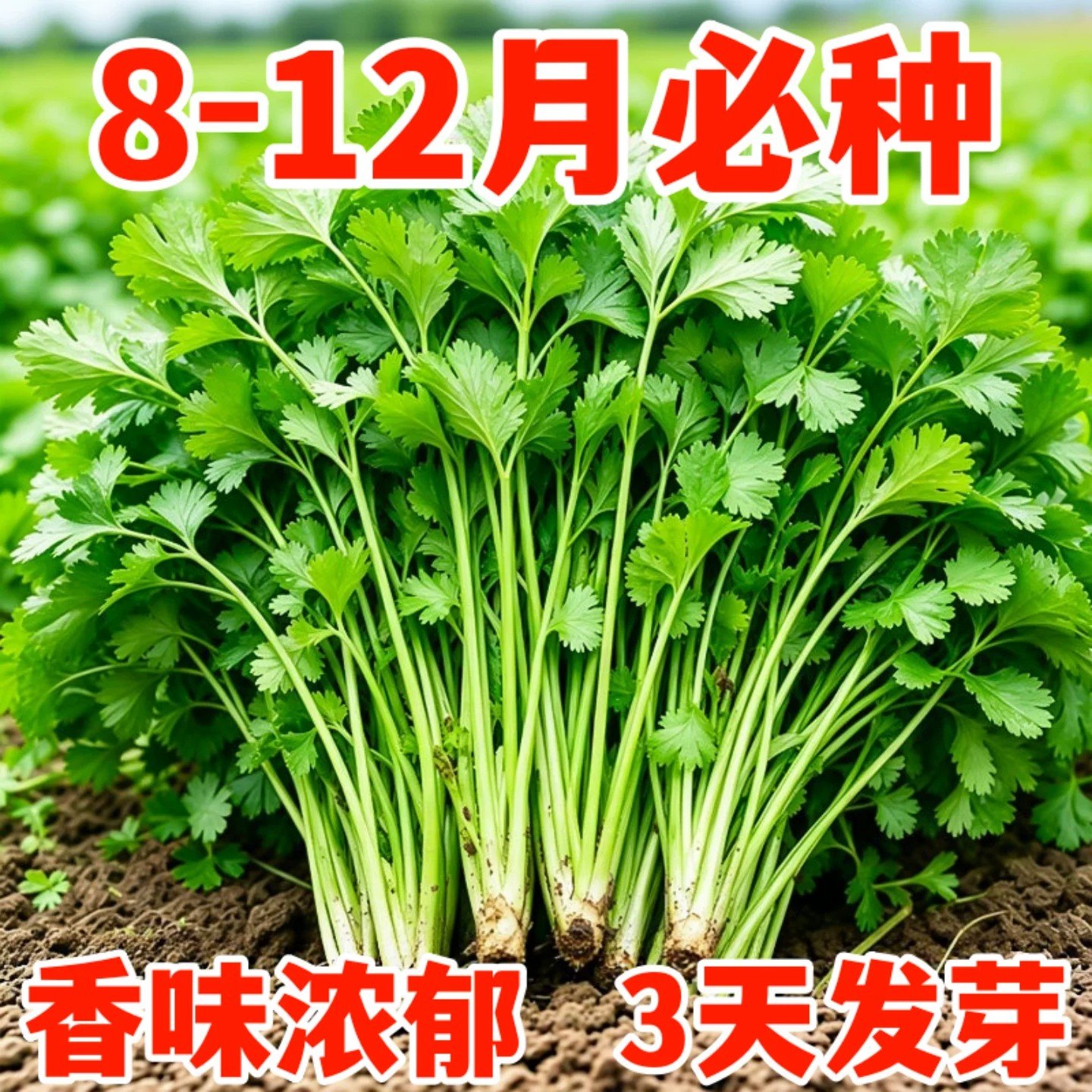 大叶芫荽香菜种子四季速生易种