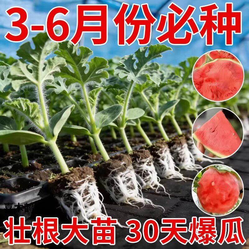 嫁接无籽早熟高产超甜西瓜苗