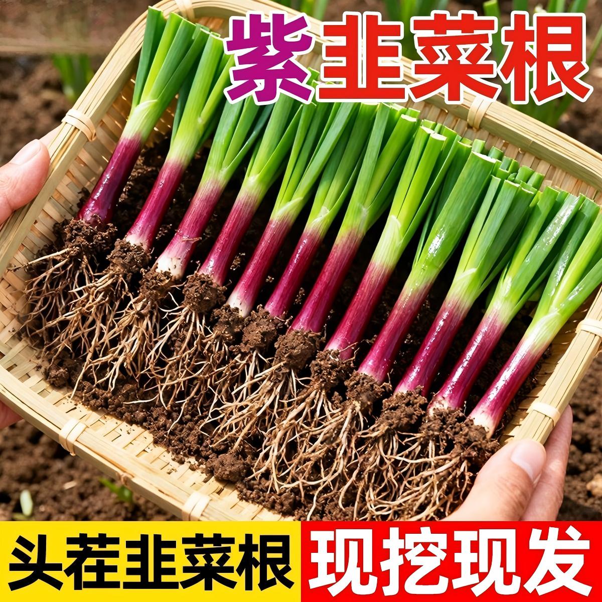 韭菜根苗现挖宽叶紫红根韭菜苗四季农家本土阳台盆栽种菜籽蔬菜苗