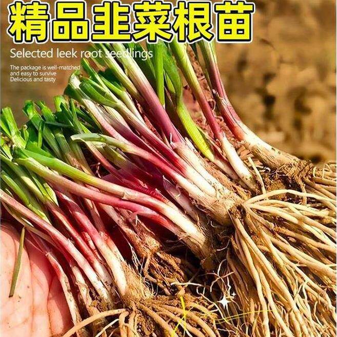 寿光大宽叶紫根韭菜根苗带土