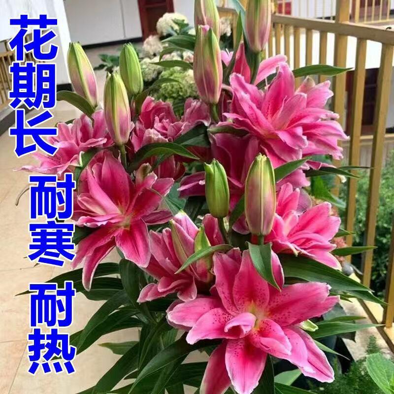 多头香水百合花百合种球带芽 四季盆栽室内室外庭院耐寒绿植花卉