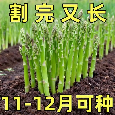 进口绿芦笋种子四季耐寒抗热高营