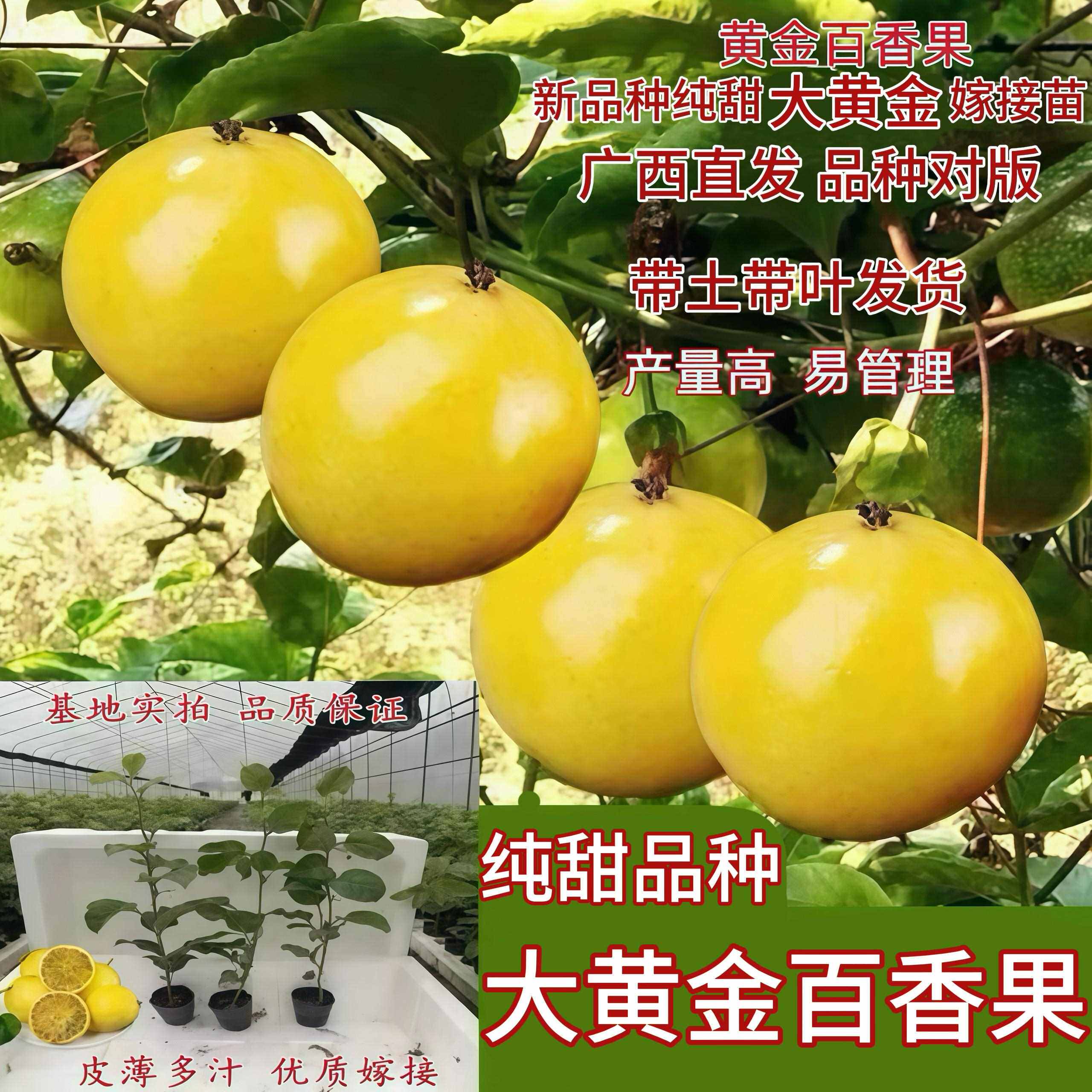 纯甜黄金百香果嫁接苗四季结果