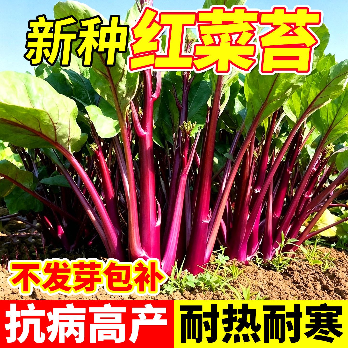 十月鲜红菜苔种子四季播易养活