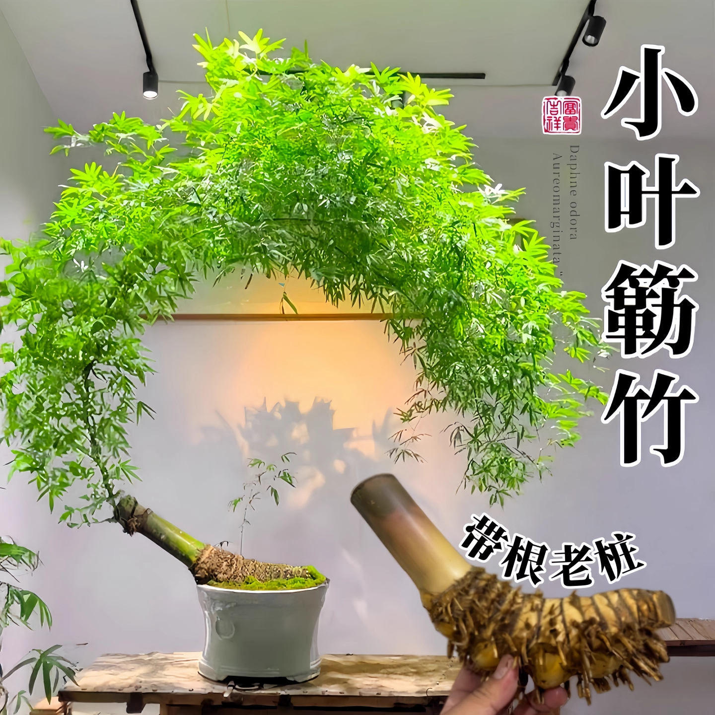 小叶簕竹根苗盆景青皮勒竹老桩室内茶室竹子四季常青生桩富贵盆栽