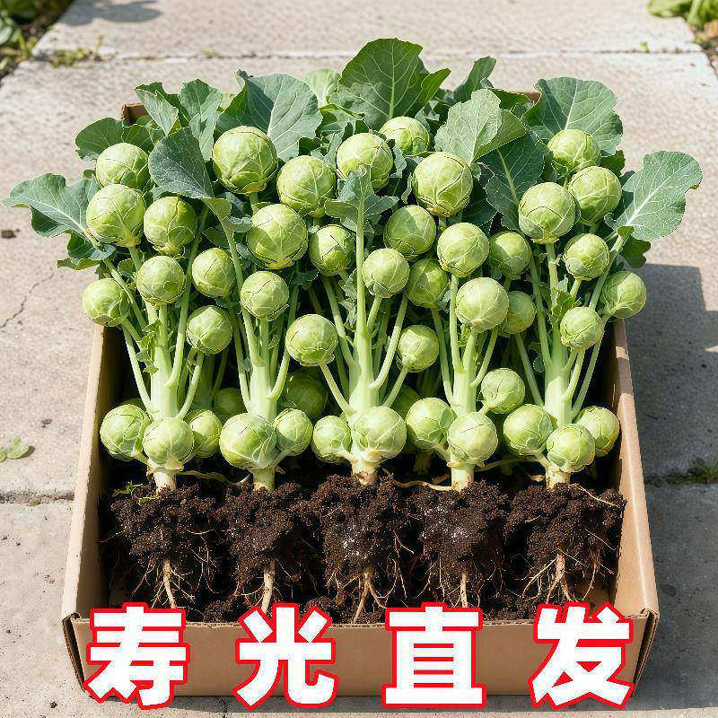 山东寿光孢子甘蓝苗秧四季高产迷你小抱子甘蓝种子阳台庭院大田苗