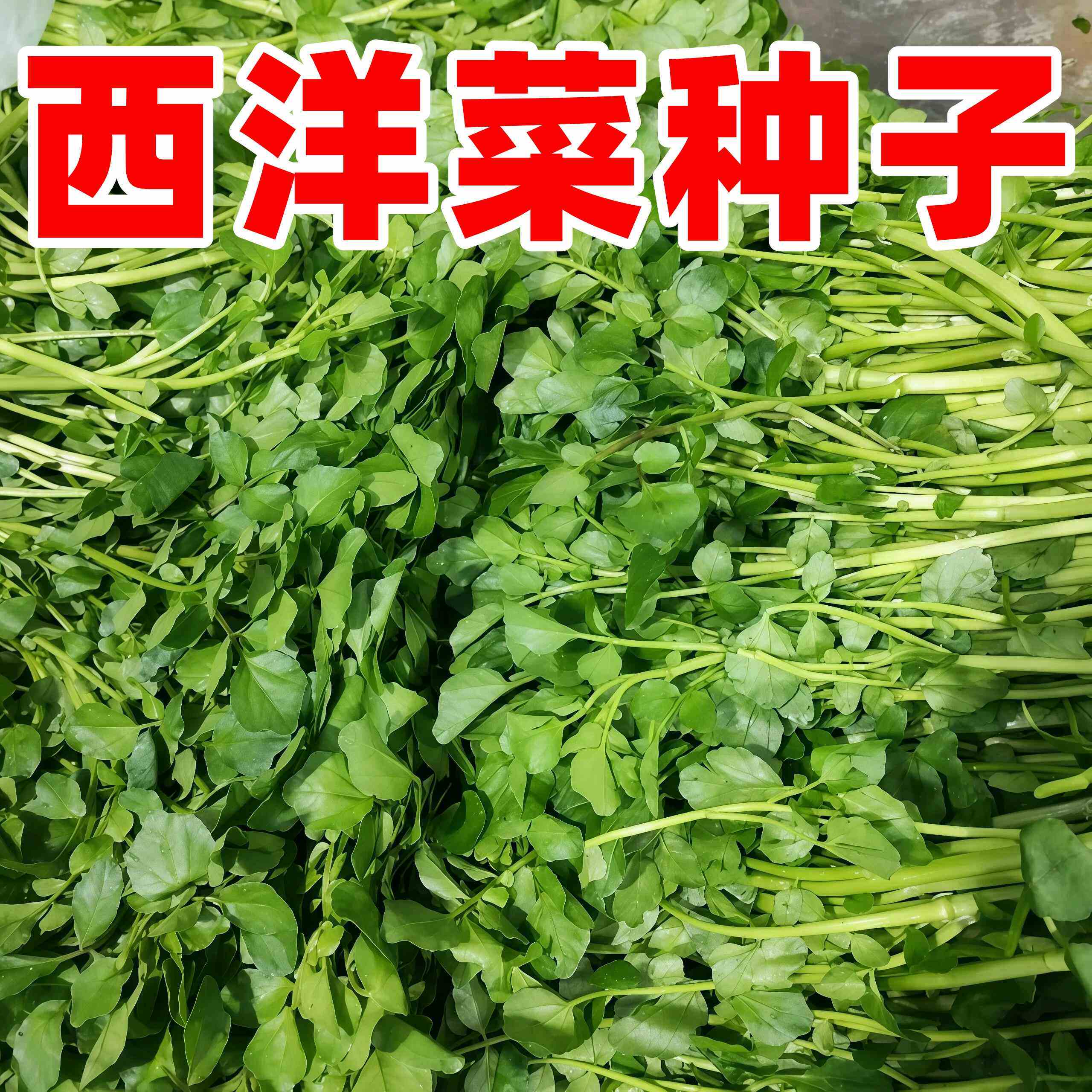 四季耐寒西洋菜豆瓣菜种子