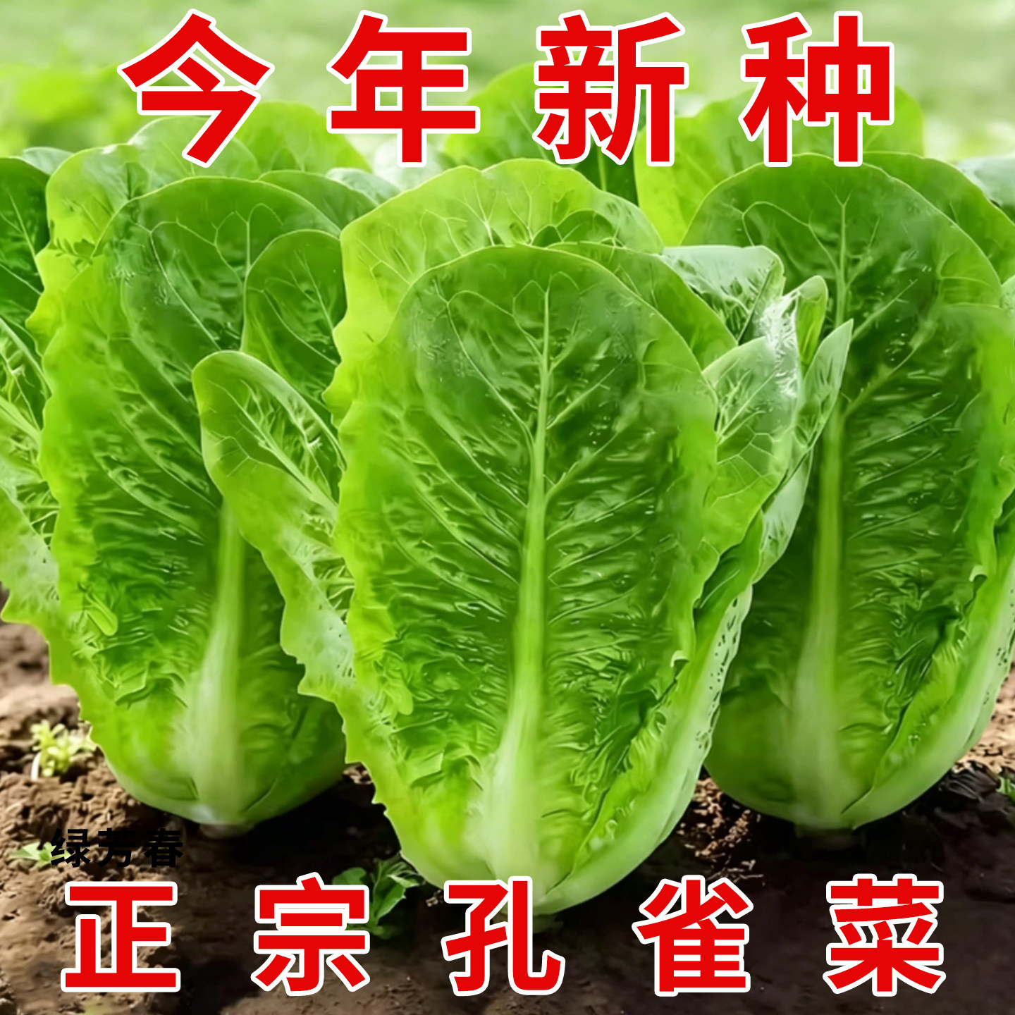 孔雀菜种子罗马生菜种孑四季沙拉菜种籽四季种植耐寒阳台盆栽蔬菜