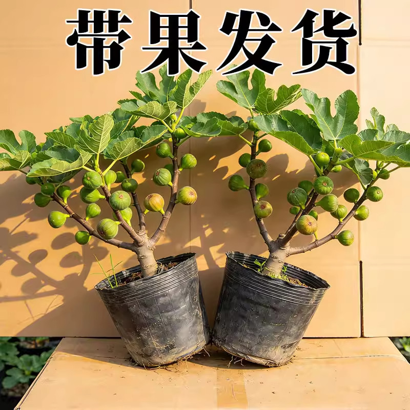 无花果苗盆栽特大果当年结果
