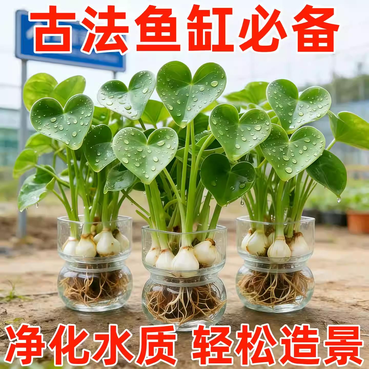 懒人净化鱼缸茨菇种球慈菇水培水生室内四季植物燕尾慈菇池塘水草