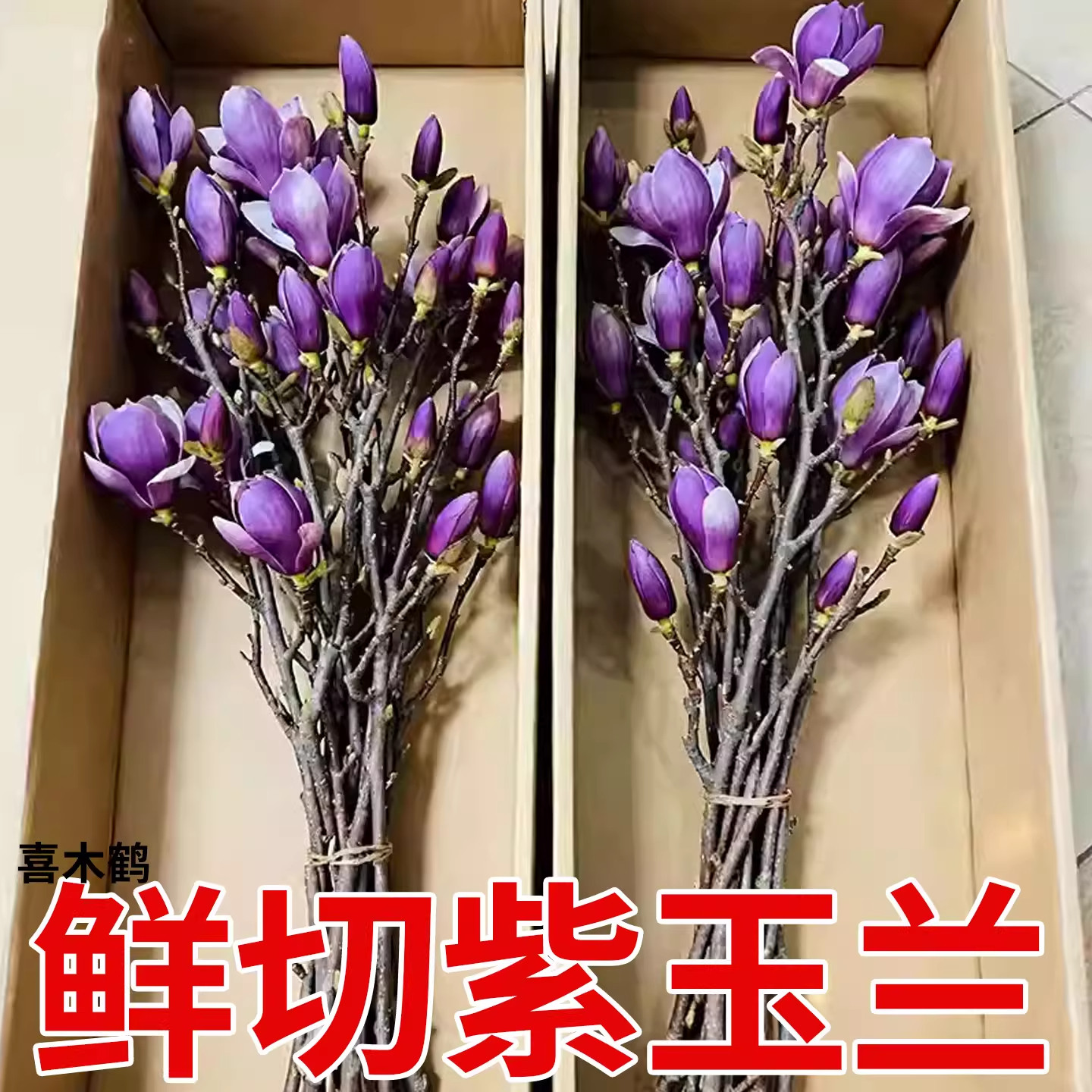 水培紫玉兰 鲜切枝 带花苞 年宵花 香味浓 室内好养耐寒植物盆栽,鲜花速递/花卉仿真/绿植园艺,红掌/凤梨/温室花卉,淘宝优惠券,粉丝福利购,淘宝优惠卷