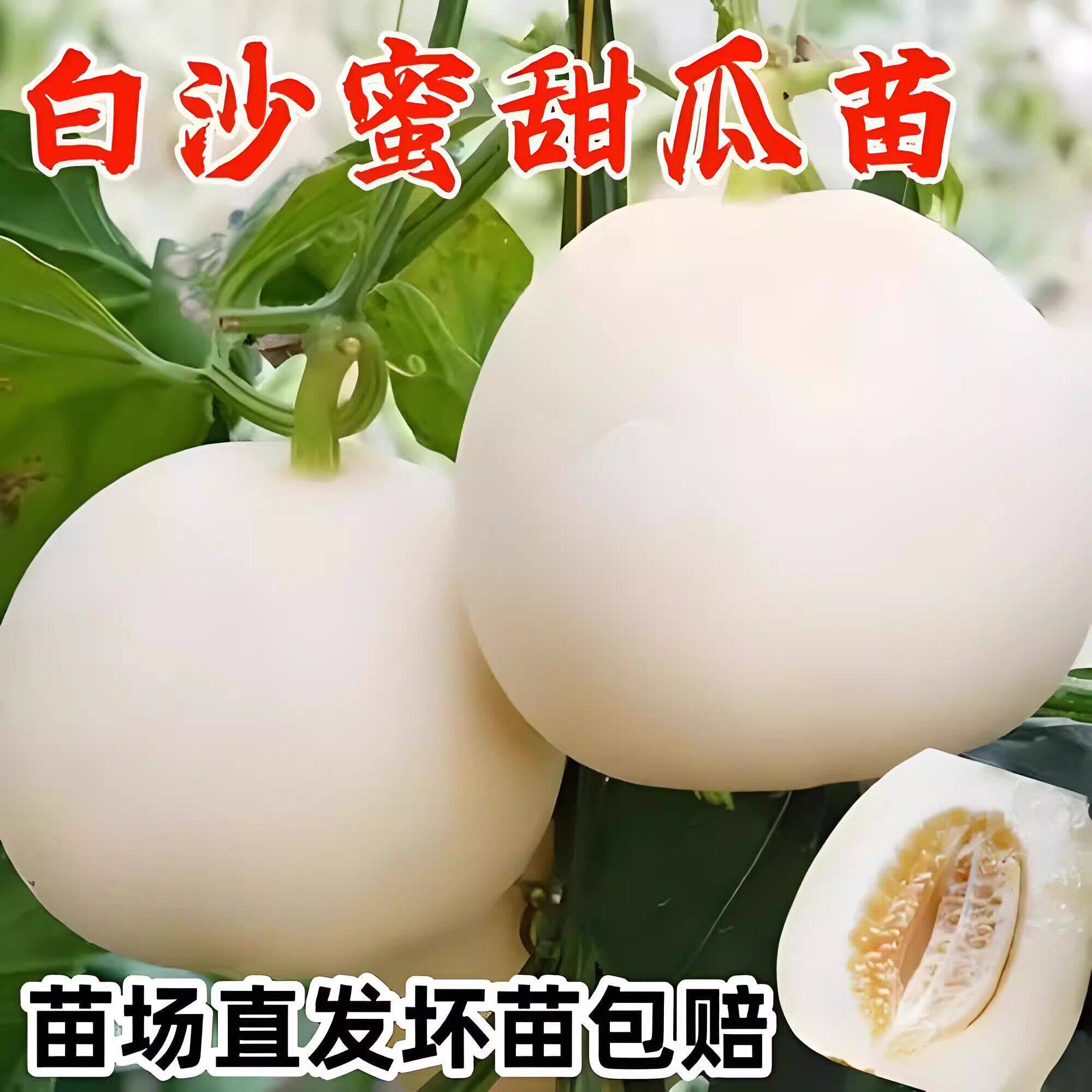 超甜白沙蜜甜瓜带土秧苗