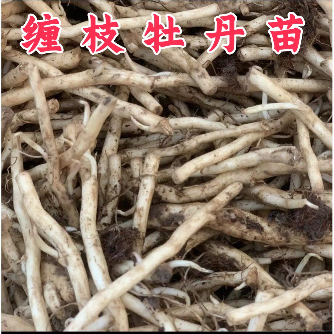 缠枝牡丹春化老根出苗壮开花多，基地直发包对版。新店开张惠客。