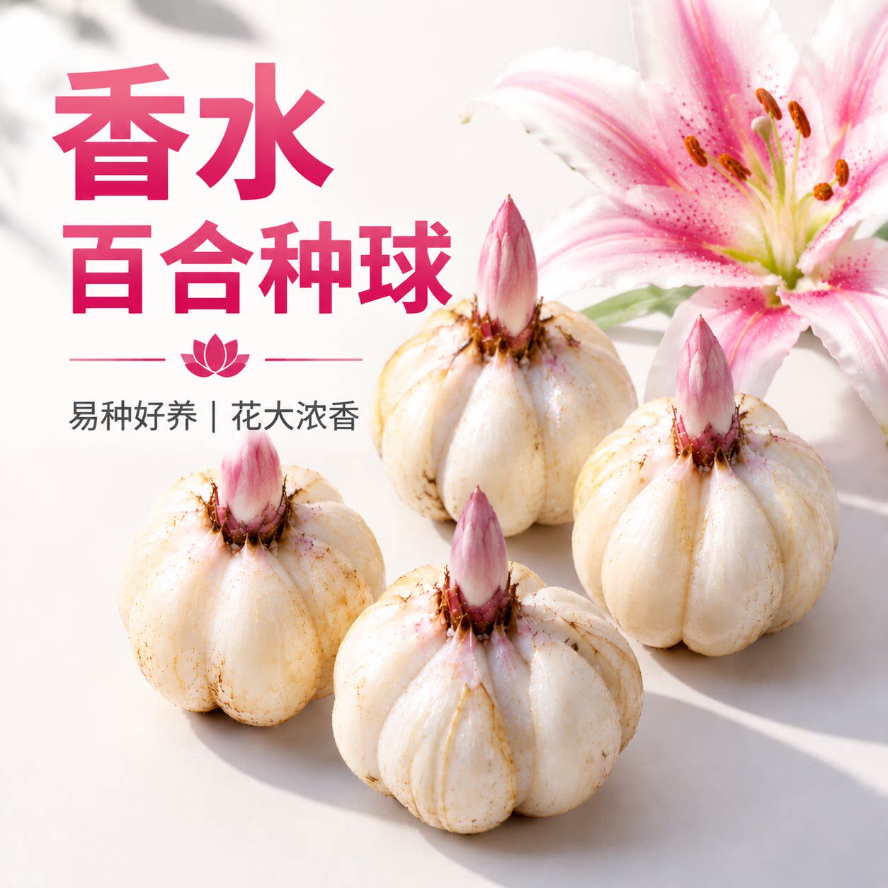 香水百合带芽种球耐寒四季