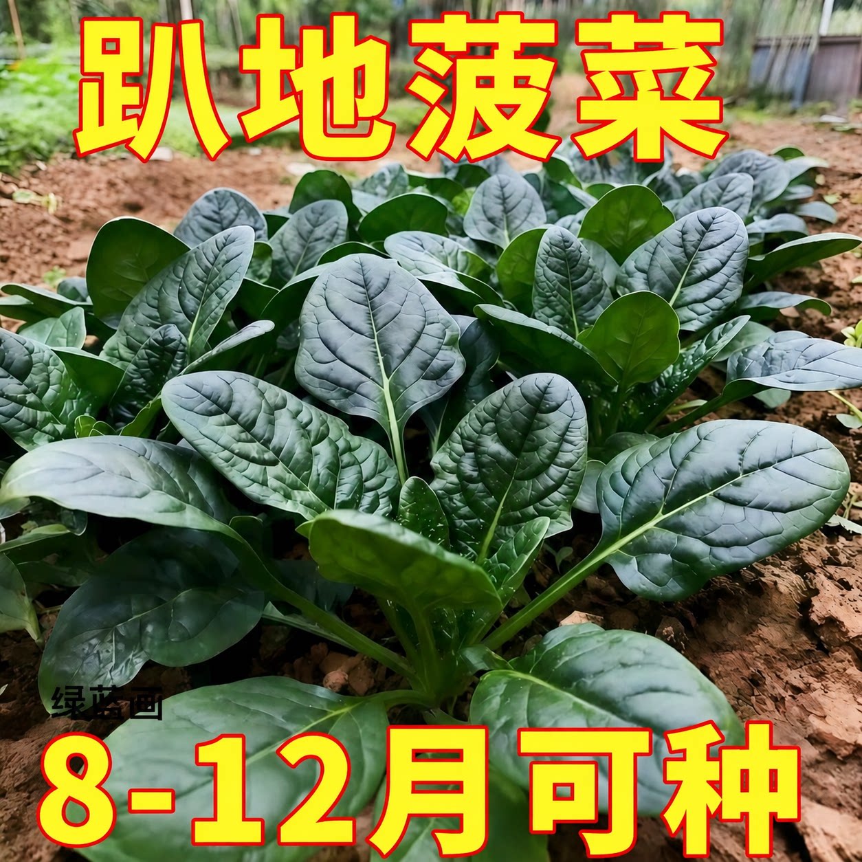 农科院趴地菠菜种子黑园叶菠菜种籽生长速度快耐寒高产越冬蔬菜