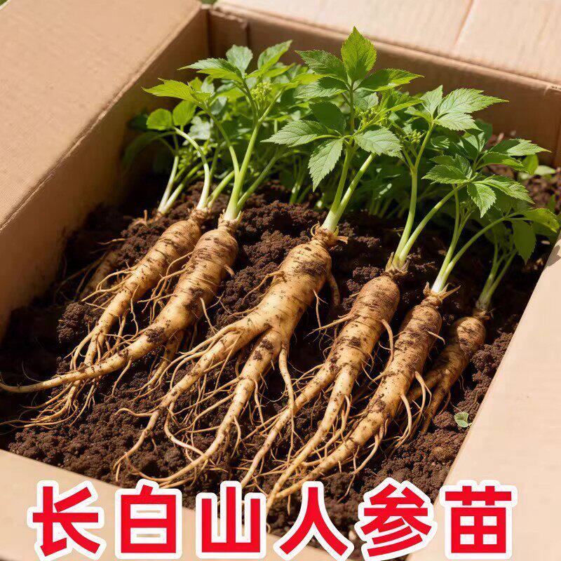 人参活苗盆栽人参苗带土长白山人参苗子种植带盆种苗野山参幼苗