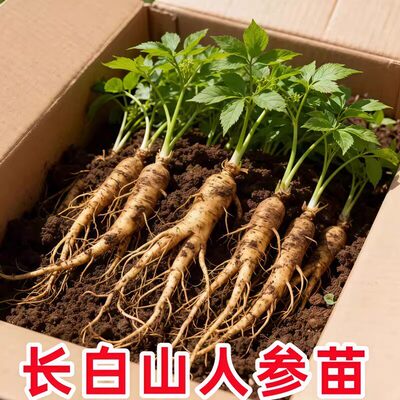 长白山人参活苗盆栽带土易活