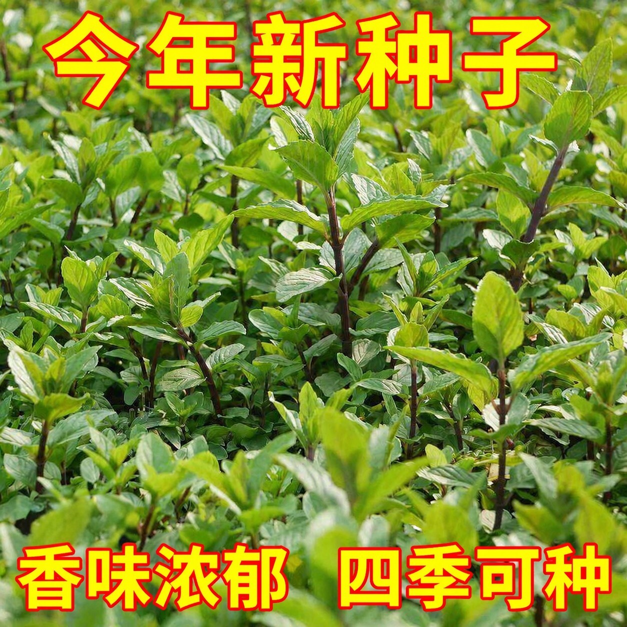 河南十香菜种籽种子石香菜苗食用鱼香草四季鱼特产盆栽小叶蔬菜孑