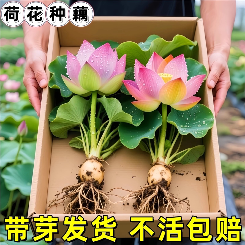 观赏荷花藕种藕苗花园花卉绿植盆栽睡莲水培鲜花植物高产食用莲藕