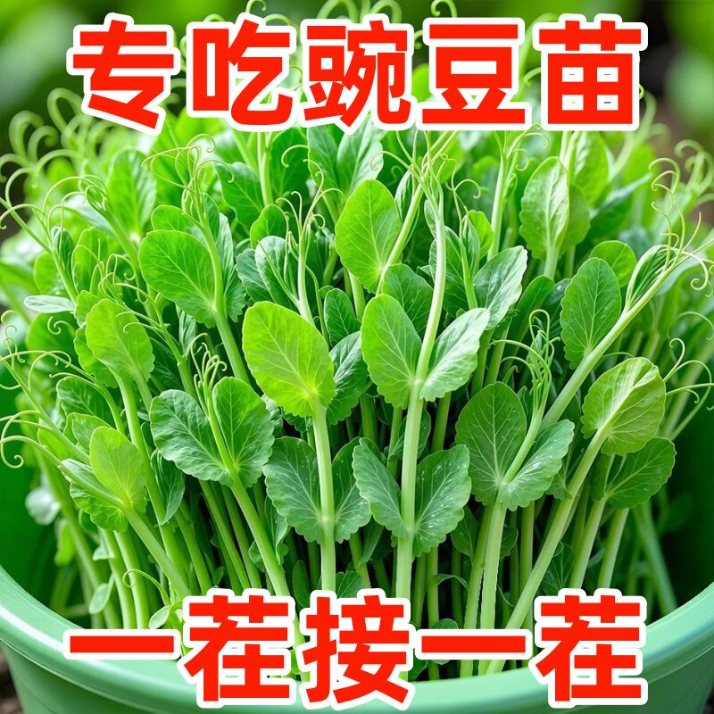 豌豆尖四季甜脆豌豆苗种专吃豌豆尖种籽阳台盆栽可水培蔬菜种孑