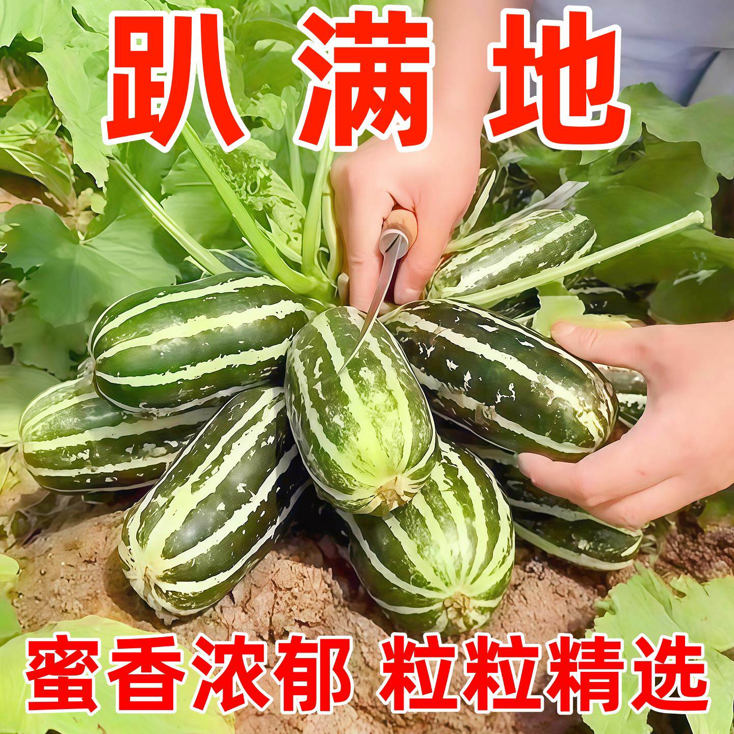 甜掉牙甜瓜种子冰糖甜瓜种子四季种香瓜种子高产庭院阳台水果种子
