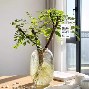 网红小叶女贞鲜切枝水培绿植好养耐养云南基地直发云山花卉优选