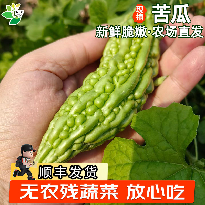 孩儿希 苦瓜青绿色新鲜采摘农家水果蔬菜凉拌生吃无农残顺丰发货