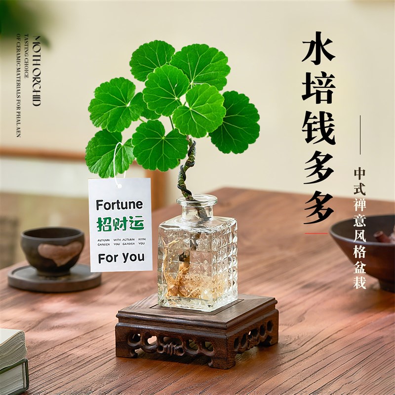 水培福禄桐钱多多植物盆栽桌面招财办公室内花卉绿植四季懒人好养