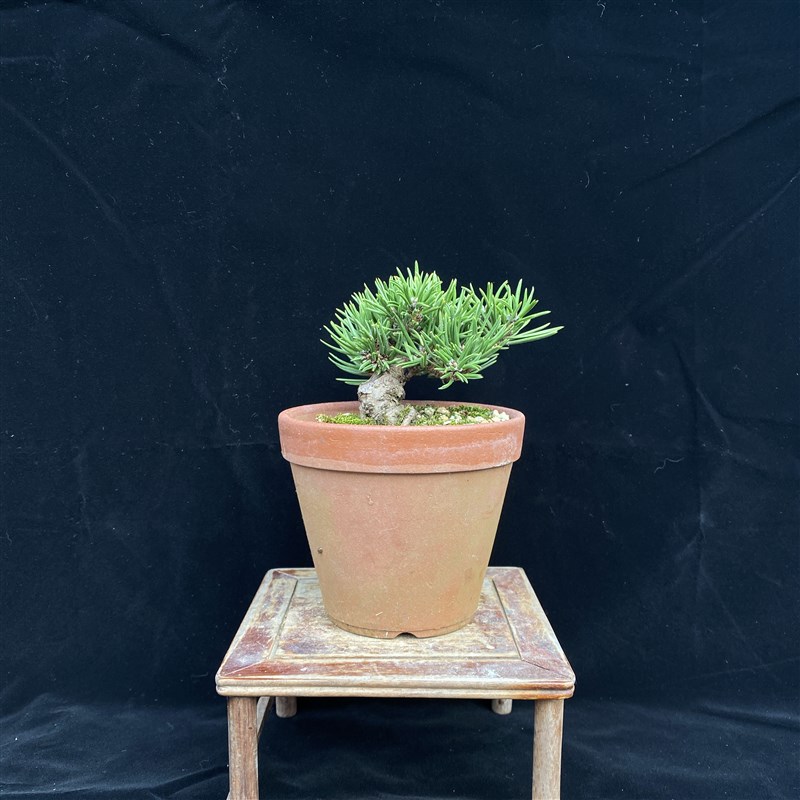 寸稍黑松盆景盆栽嫁接松树大阪松微型短针庭院迎客松一物一拍